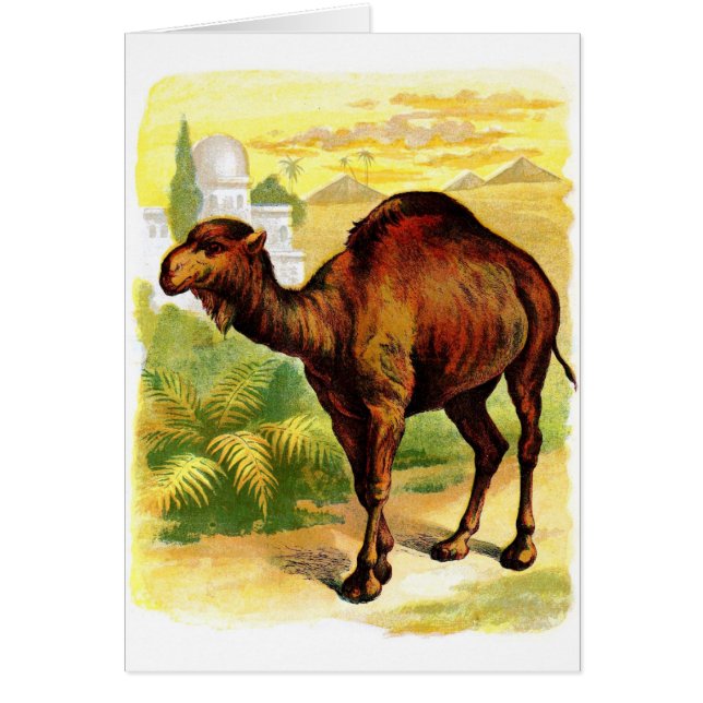 ヴィンテージの引くこと: ヒトコブラクダ (正面)