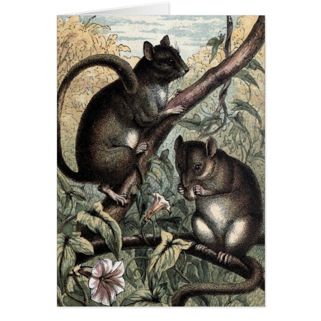 ヴィンテージの引くこと: ヤマネ (正面)