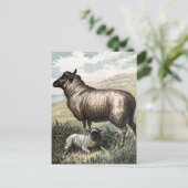 ヴィンテージの引くこと: Blackheadのペルシャ人のヒツジ ポストカード (スタンド正面)