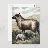 ヴィンテージの引くこと: Blackheadのペルシャ人のヒツジ ポストカード (正面/裏面)