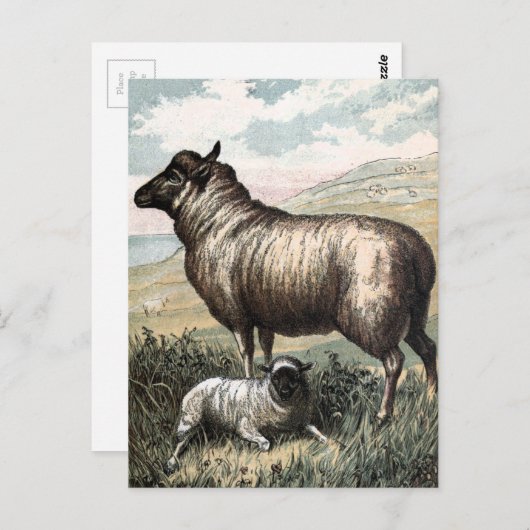 ヴィンテージの引くこと: Blackheadのペルシャ人のヒツジ ポストカード (正面/裏面)