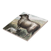 ヴィンテージの引くこと: Blackheadのペルシャ語(ヒツジ) タイル (側面)