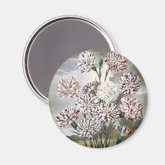 ヴィンテージの斑入りのカーネーションの花とグレーの空 マグネット (正面/裏面)