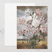 ヴィンテージの斑入りのカーネーションの花と灰色の空 (正面/裏面)