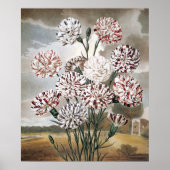 ヴィンテージの斑入りのカーネーションの花と灰色の空 ポスター (正面)