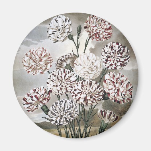ヴィンテージの斑入りのコルネーションの花と灰色の空 マグネット (正面)