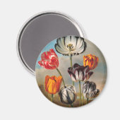 ヴィンテージの斑入りのチューリップの花を描いた風景 マグネット (正面/裏面)