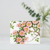 ヴィンテージの日本のな桜、ピンクおよび金ゴールド ポストカード (スタンド正面)
