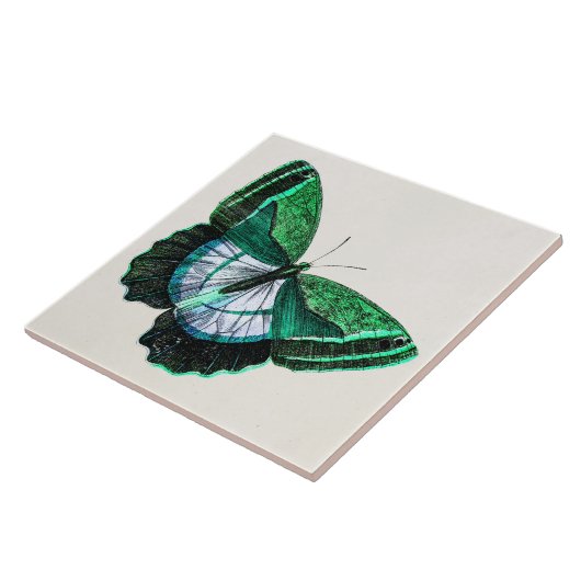 ヴィンテージの旧式な緑の蝶19世紀のイラストレーション タイル (側面)