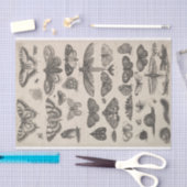 ヴィンテージの昆虫学のチョウ目の昆虫Decoupage 薄葉紙 (クラフト)