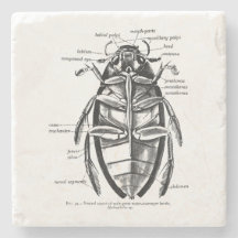 ヴィンテージの昆虫学のHydrophilidaeの清掃動物のカブトムシ