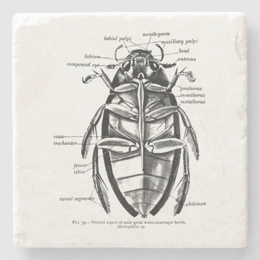 ヴィンテージの昆虫学のHydrophilidaeの清掃動物のカブトムシ ストーンコースター (正面)