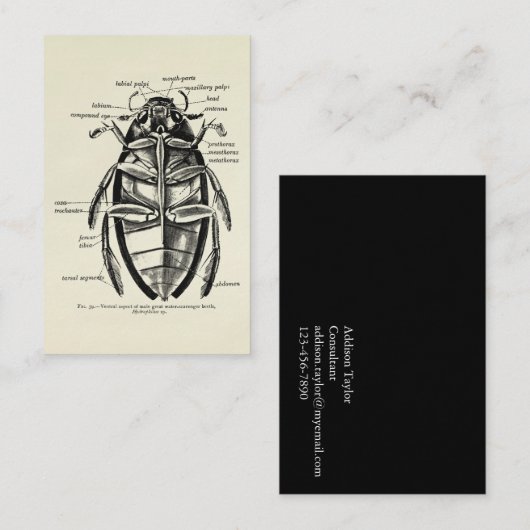 ヴィンテージの昆虫学のHydrophilidaeの清掃動物のカブトムシ 名刺 (正面/裏面)