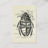 ヴィンテージの昆虫学のHydrophilidaeの清掃動物のカブトムシ 名刺 (正面)