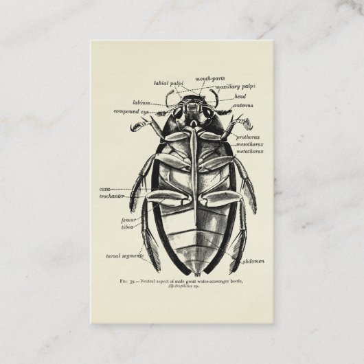 ヴィンテージの昆虫学のHydrophilidaeの清掃動物のカブトムシ 名刺 (正面)