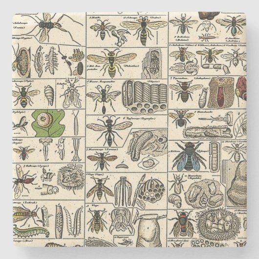 ヴィンテージの昆虫学 ストーンコースター (正面)
