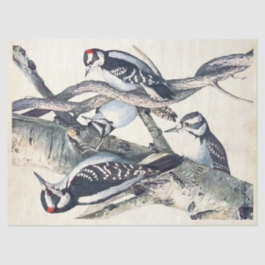 ヴィンテージの木こり鳥のパーチメントの分離自然 薄葉紙 (正面)