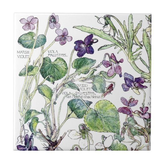 ヴィンテージの植物のすみれ色の野生の花によってはタイルが開花します タイル (正面)