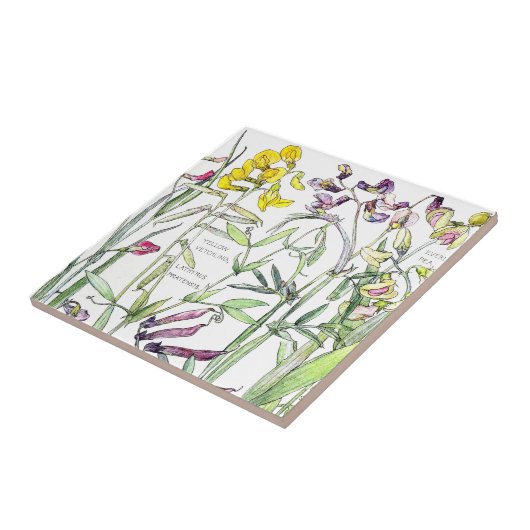 ヴィンテージの植物のスイートピーの野生の花の花のタイル タイル (側面)