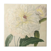 ヴィンテージの植物の白いシャクヤク