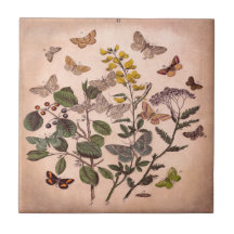 ヴィンテージの植物の花のイラストレーションの野生の花