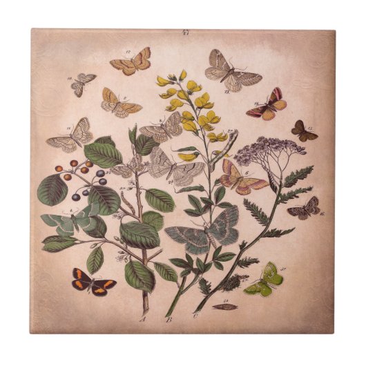 ヴィンテージの植物の花のイラストレーションの野生の花 タイル (正面)