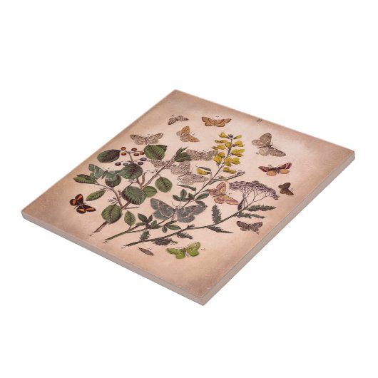 ヴィンテージの植物の花のイラストレーションの野生の花 タイル (側面)