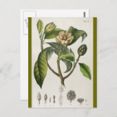 ヴィンテージの植物の花のイラストレーション ポストカード (正面/裏面)