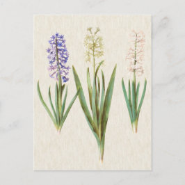 ヴィンテージの植物のHyacinthsのイラストレーション ポストカード