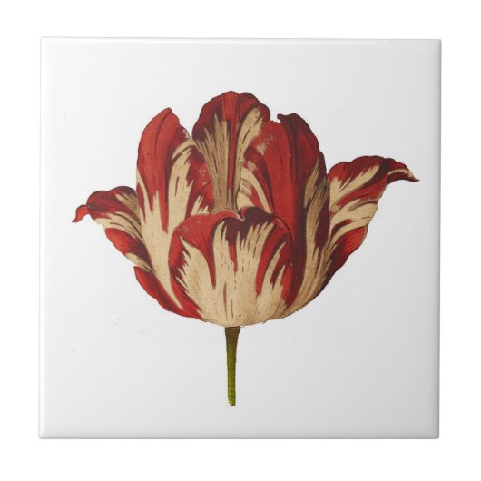 ヴィンテージの植物のRembrantのチューリップのセラミックタイル タイル (正面)