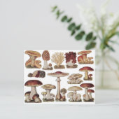 ヴィンテージの植物キノコ ポストカード (スタンド正面)