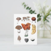 ヴィンテージの植物キノコ ポストカード (スタンド正面)
