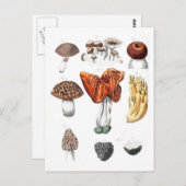 ヴィンテージの植物キノコ ポストカード (正面/裏面)