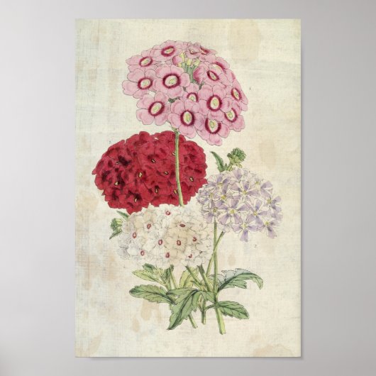 ヴィンテージの植物品種ヴェルベナス ポスター (正面)