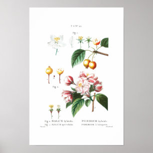 ヴィンテージの植物学"花のクラボル"レッドヴェー ポスター