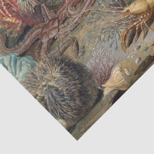 ヴィンテージの植物性の海の生命サンゴの魚の切り離 薄葉紙 (詳細)