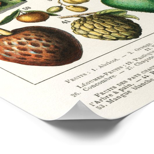 ヴィンテージの植物性イラストレーション ポスター (角)