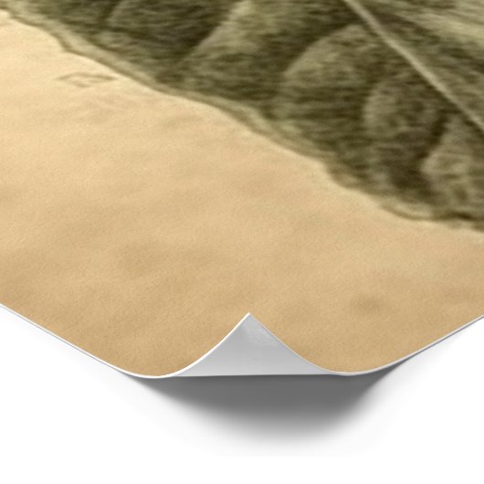 ヴィンテージの植物性イラストレーション ポスター (角)