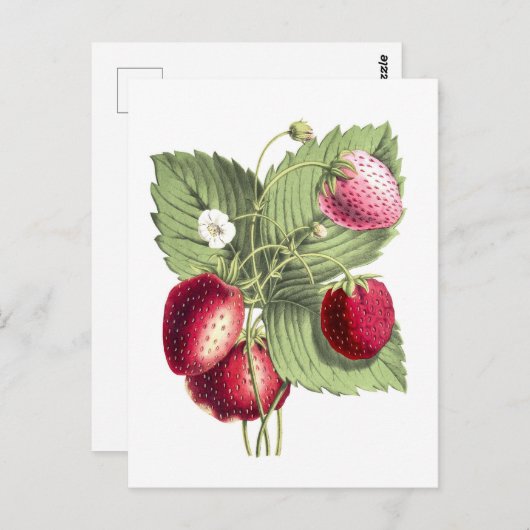 ヴィンテージの植物性イラストレーション ポストカード (正面/裏面)