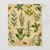 ヴィンテージの植物性ハーブスクラップブック紙 (裏面)