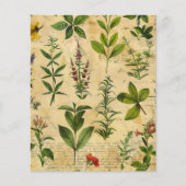 ヴィンテージの植物性ハーブスクラップブック紙 (正面)