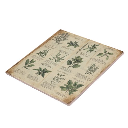 ヴィンテージの植物科学図草 タイル (側面)