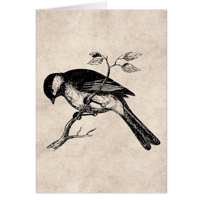 ヴィンテージの歌の鳥のイラストレーション- 1800's鳥 (正面)