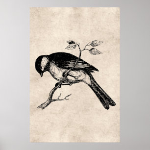 ヴィンテージの歌の鳥のイラストレーション- 1800's鳥 ポスター