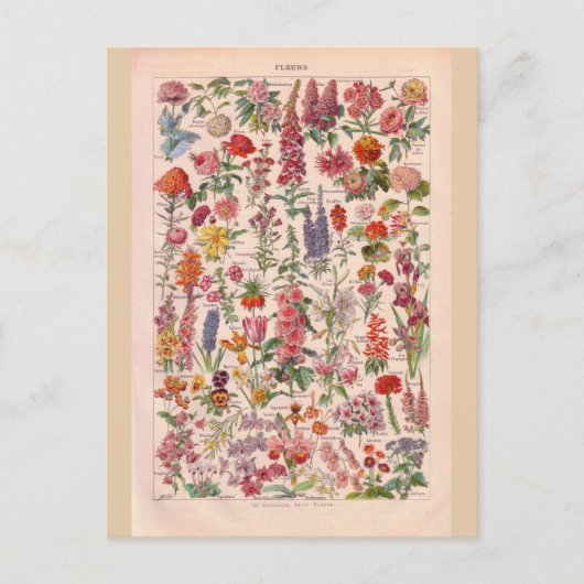 ヴィンテージの歴史的な花 ポストカード (正面)