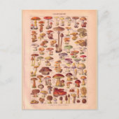 ヴィンテージの歴史的キノコ ポストカード (正面)
