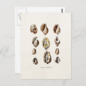 ヴィンテージの海はBergeのパーソナライズなレトロの貝を殻から取り出します ポストカード (正面/裏面)