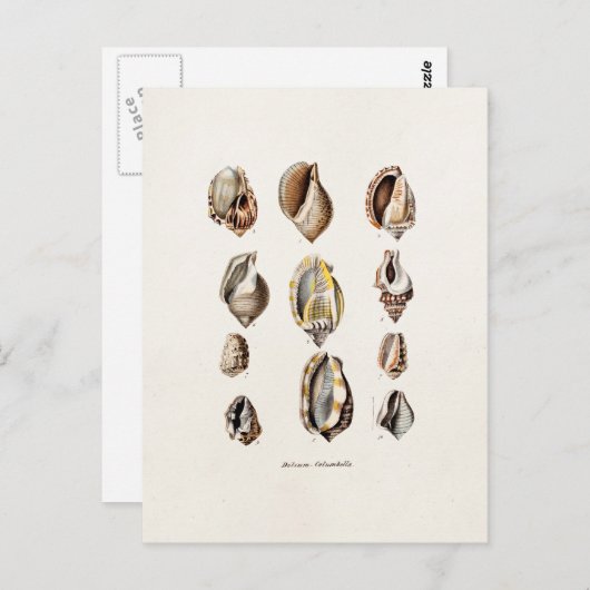 ヴィンテージの海はBergeのパーソナライズなレトロの貝を殻から取り出します ポストカード (正面/裏面)