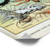 ヴィンテージの海海の生物 ポスター (角)