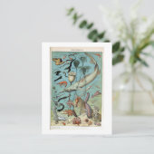 ヴィンテージの海海の生物 ポストカード (スタンド正面)